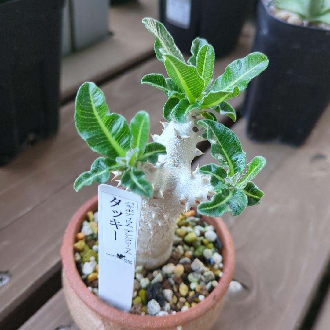 パキポディウムタッキー